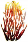 spirit of fire