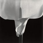 Calla Lily, 1988. Platinum print, A.P. The J. Paul Getty Trust. © Robert Mapplethorpe Foundation.