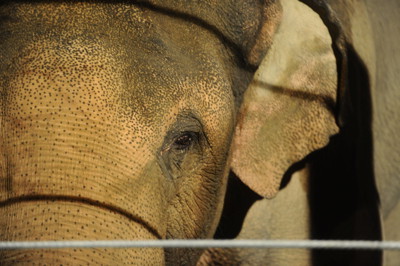 ZOO - Billy closeup - Photo by Michael Buckner/WireImage