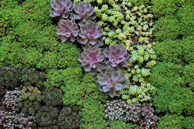 Succulent artistry by FormLA Landscaping