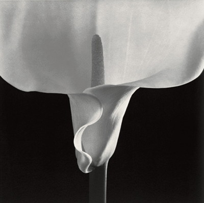 RM - calla lily