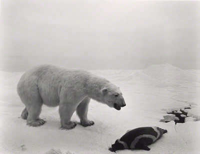 Polar Bear, 1976, Hiroshi Sugimoto, gelatin silver print. The J. Paul Getty Museum, purchased with funds provided by the Photographs Council. © Hiroshi Sugimoto