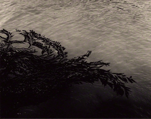 Point Lobos State Park, California, 1950, Minor White, gelatin silver print. Promised gift of Daniel Greenberg and Susan Steinhauser to the J. Paul Getty Museum. Reproduced with permission of the Minor White Archive, Princeton University Art Museum. © Trustees of Princeton University.