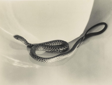 IMOGEN CUNNINGHAM, Snake in a Bucket, 1920s. Estimate $150,000-250,000.© THE IMOGEN CUNNINGHAM TRUST. Image courtesy of Sotheby’s.