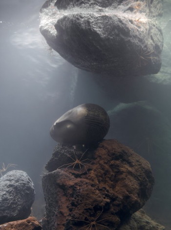 Pierre Huyghe - Zoodram5