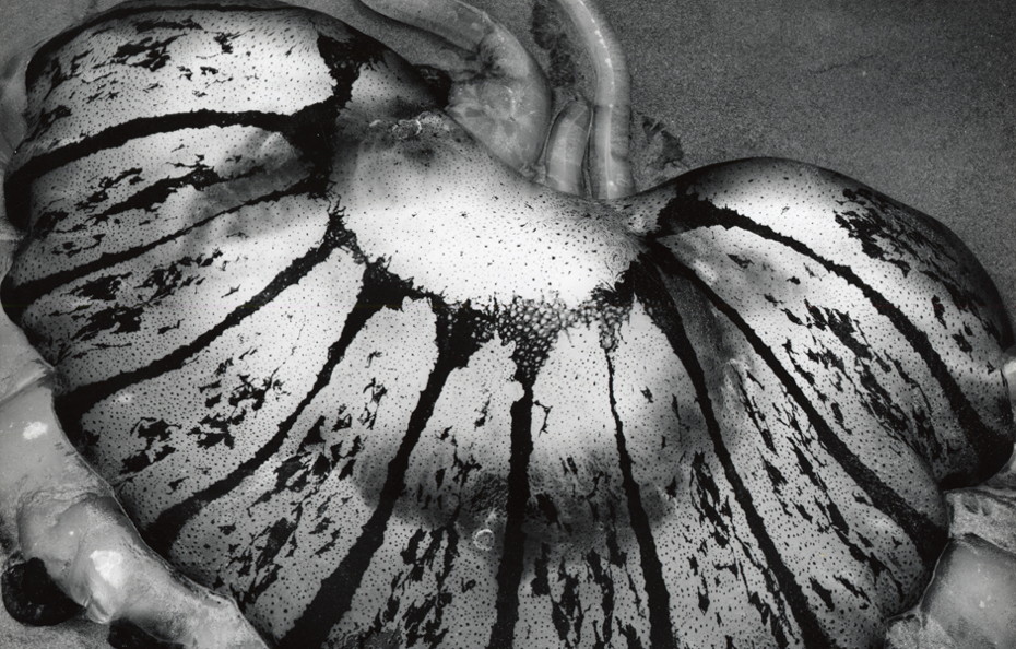 Untitled (Jellyfish, California) [detail], 1967. Silver gelatin print, 7 5/8 x 9 5/8 inches. The Brett Weston Archive, Courtesy Christian Keesee Collection, 2016